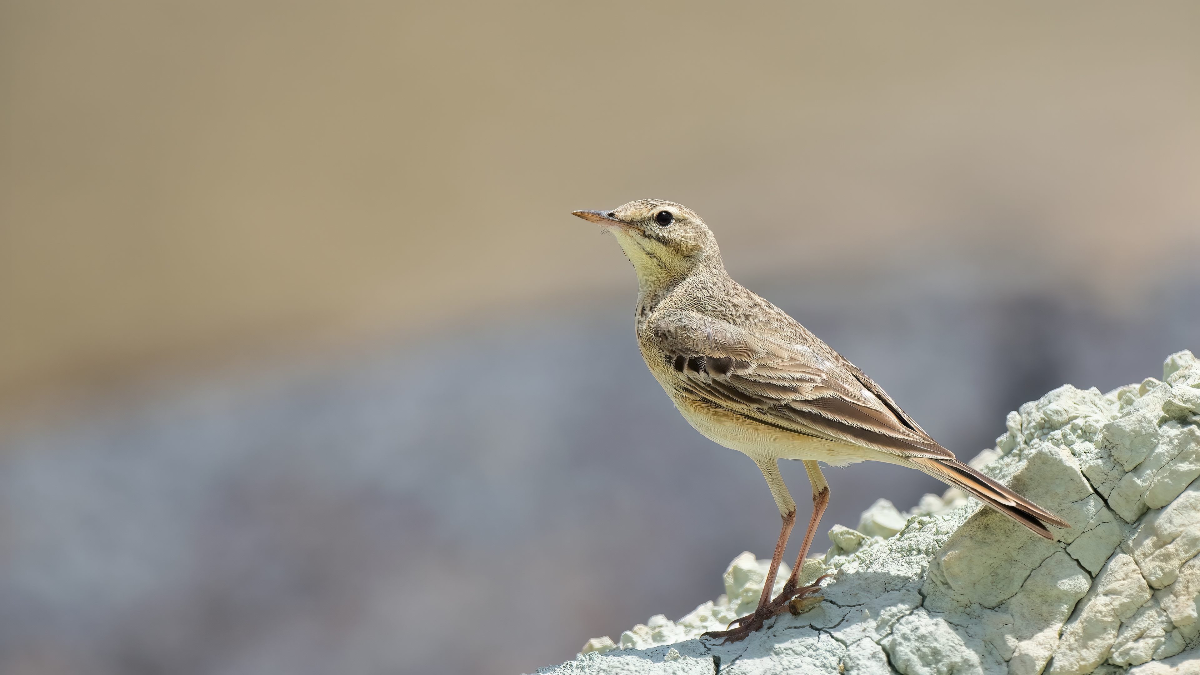 Tawny Pipit